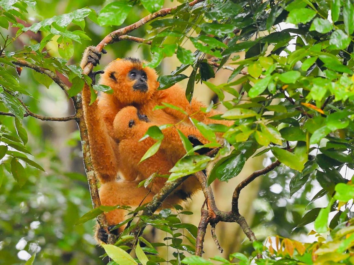 Gibbon Singing Home Stay Quan Tom Eksteriør billede